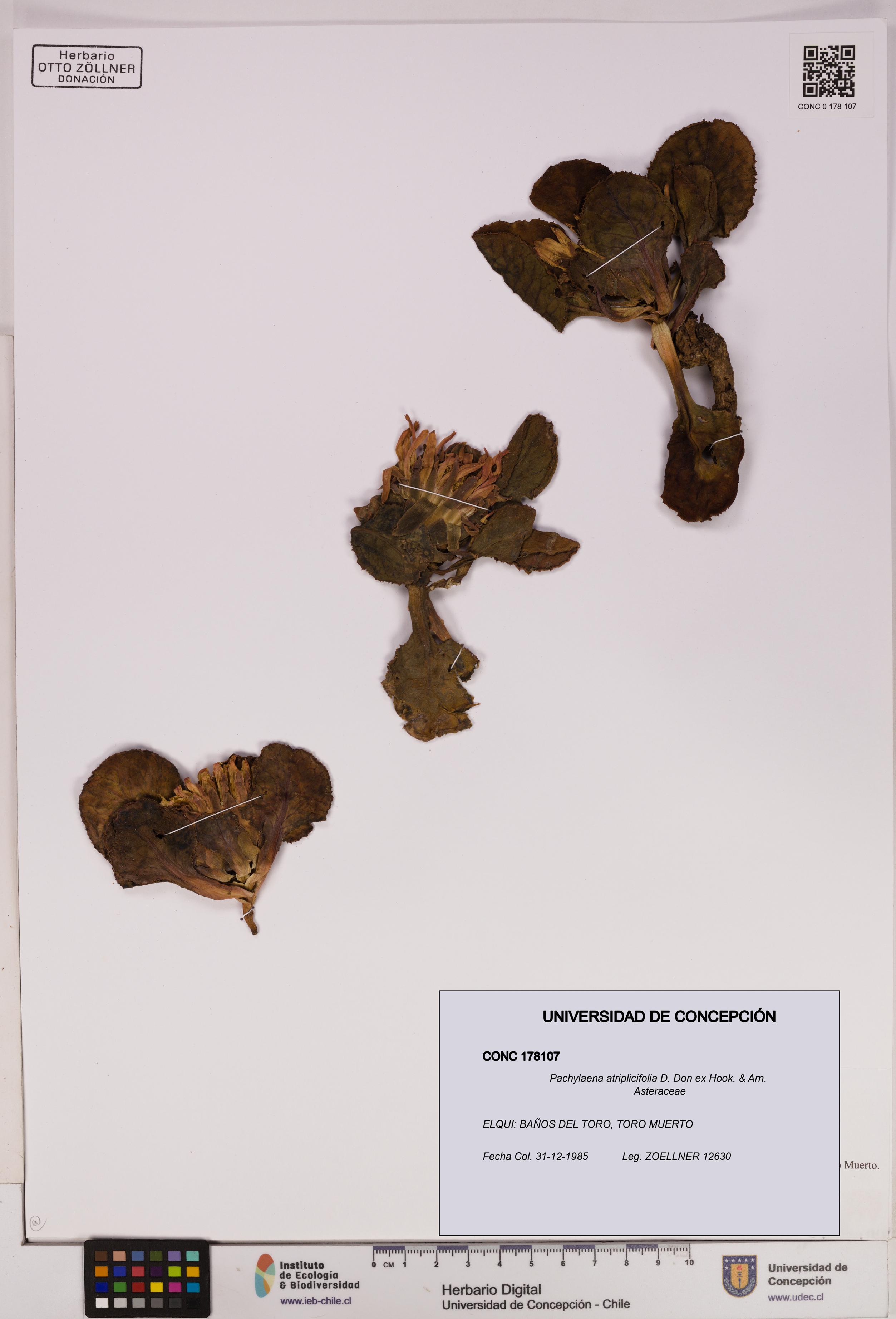 Pachylaena atriplicifolia [Espécimen: ]