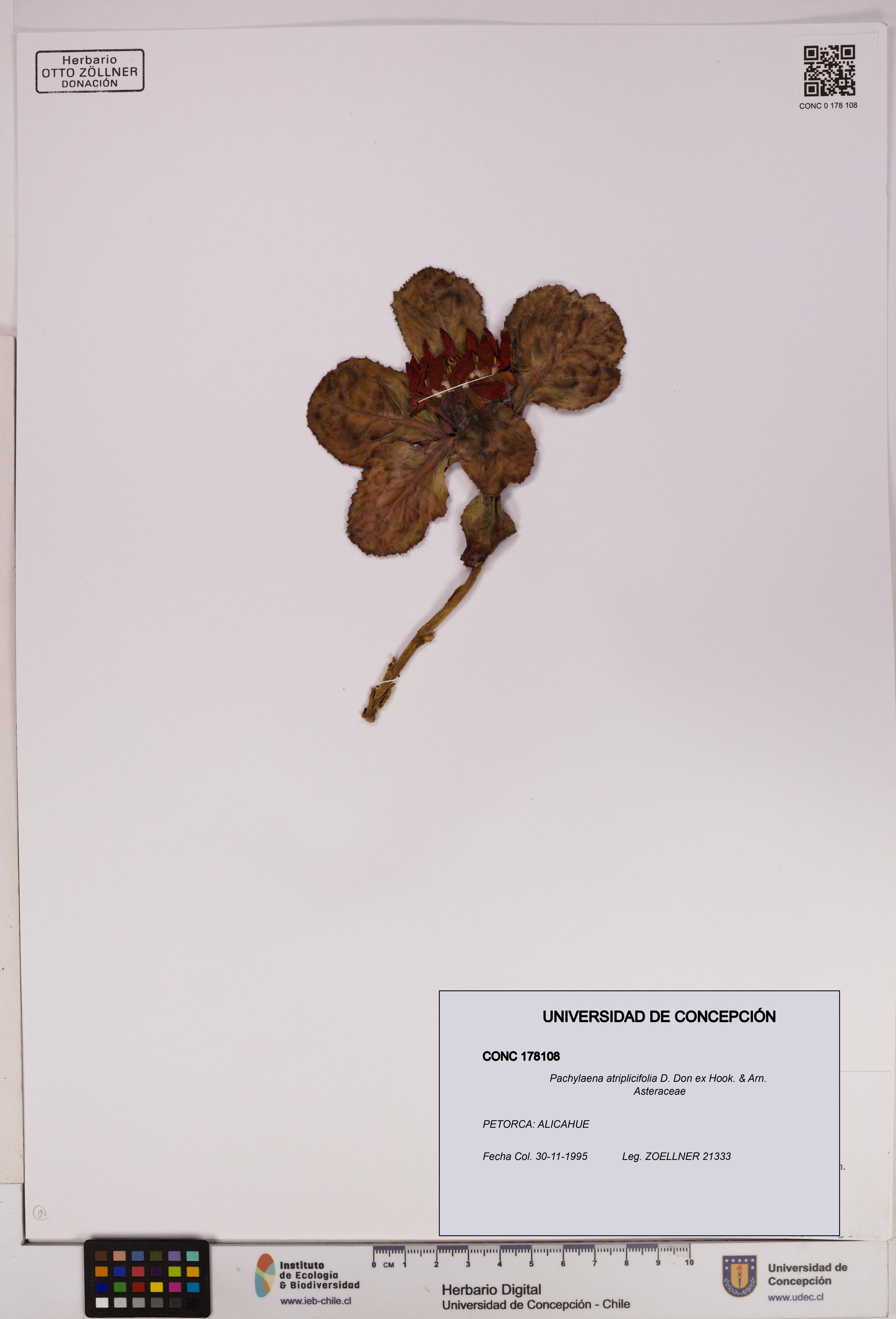 Pachylaena atriplicifolia [Espécimen: ]