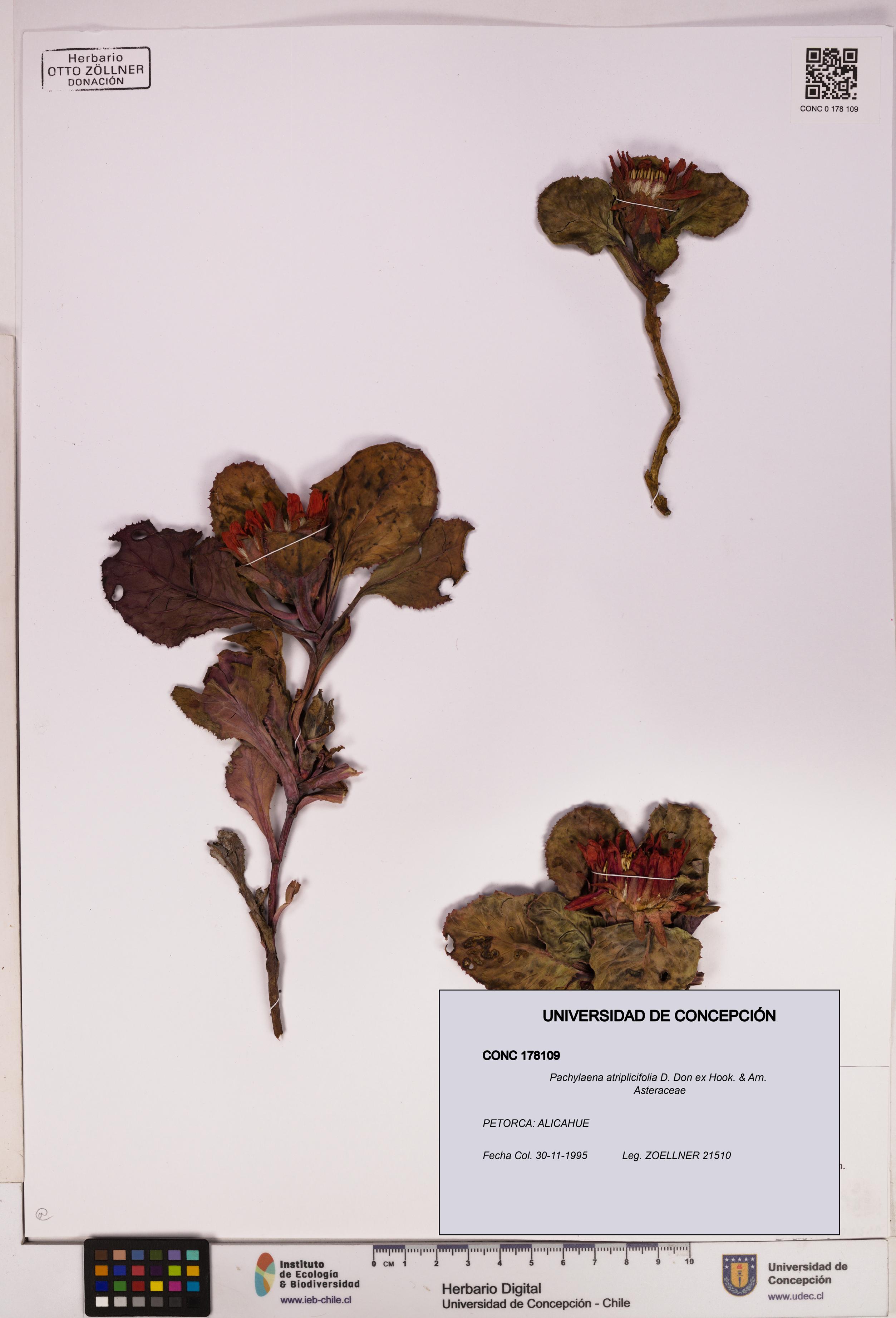 Pachylaena atriplicifolia [Espécimen: ]