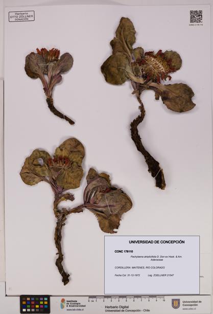Pachylaena atriplicifolia [Espécimen: ]