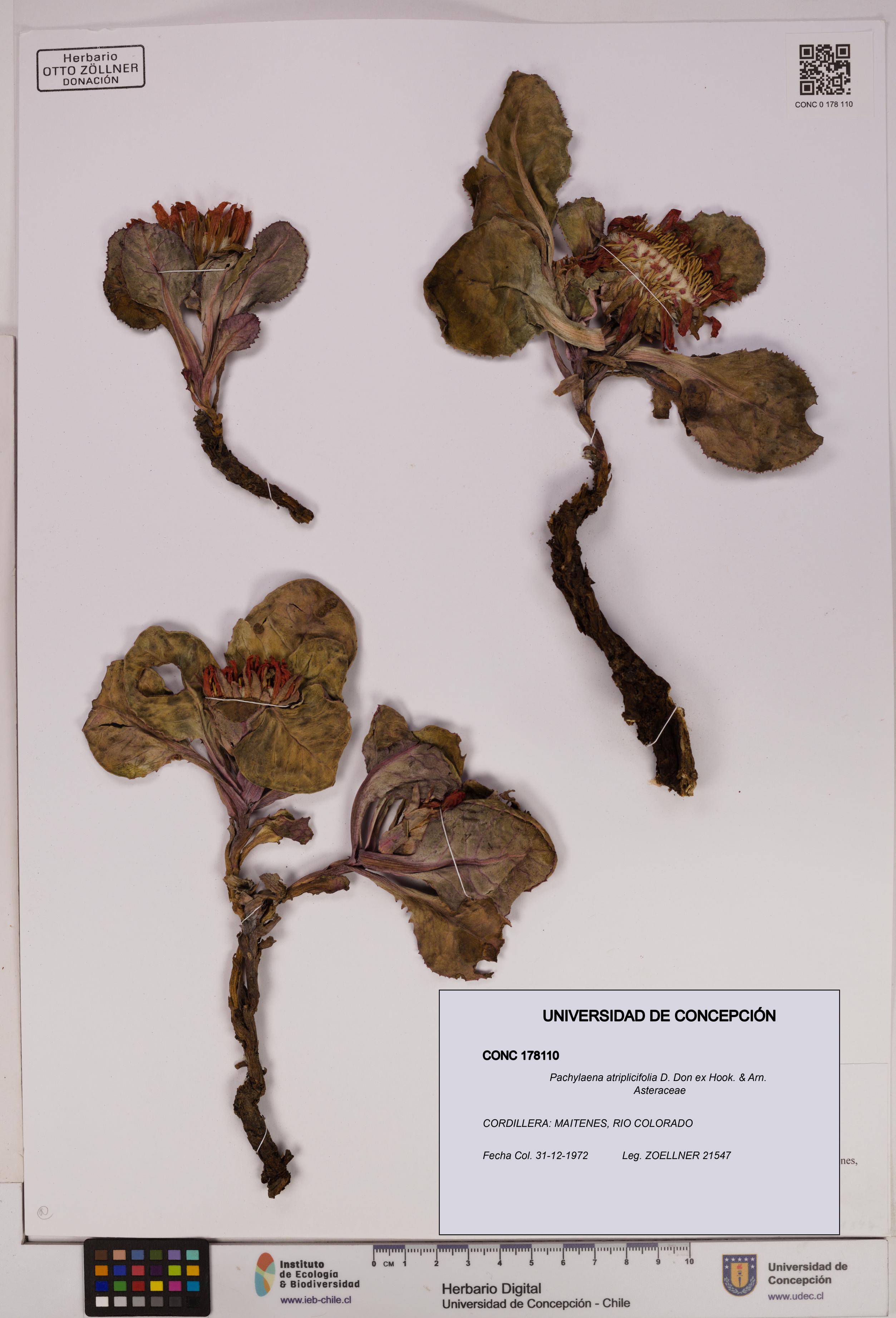 Pachylaena atriplicifolia [Espécimen: ]