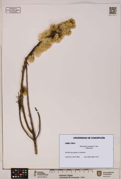 Pleocarphus revolutus [Espécimen: UDEC:CONC:0178111]
