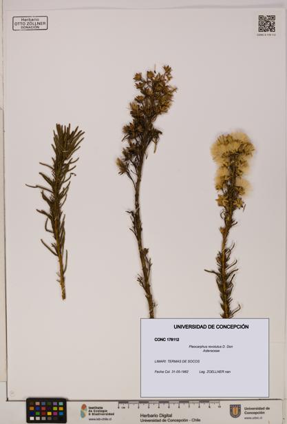 Pleocarphus revolutus [Espécimen: UDEC:CONC:0178112]