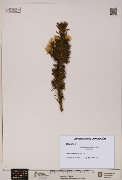 Pleocarphus revolutus [Espécimen: UDEC:CONC:0178113]