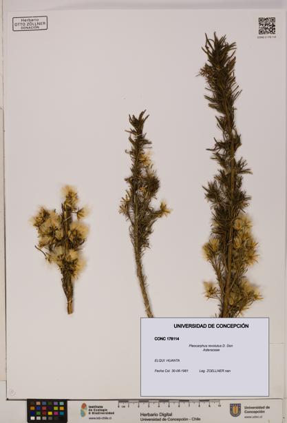 Pleocarphus revolutus [Espécimen: UDEC:CONC:0178114]