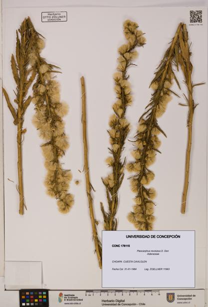 Pleocarphus revolutus [Espécimen: UDEC:CONC:0178115]