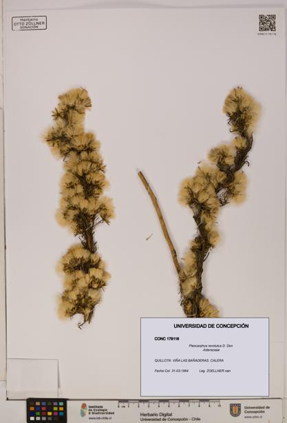 Pleocarphus revolutus [Espécimen: UDEC:CONC:0178116]