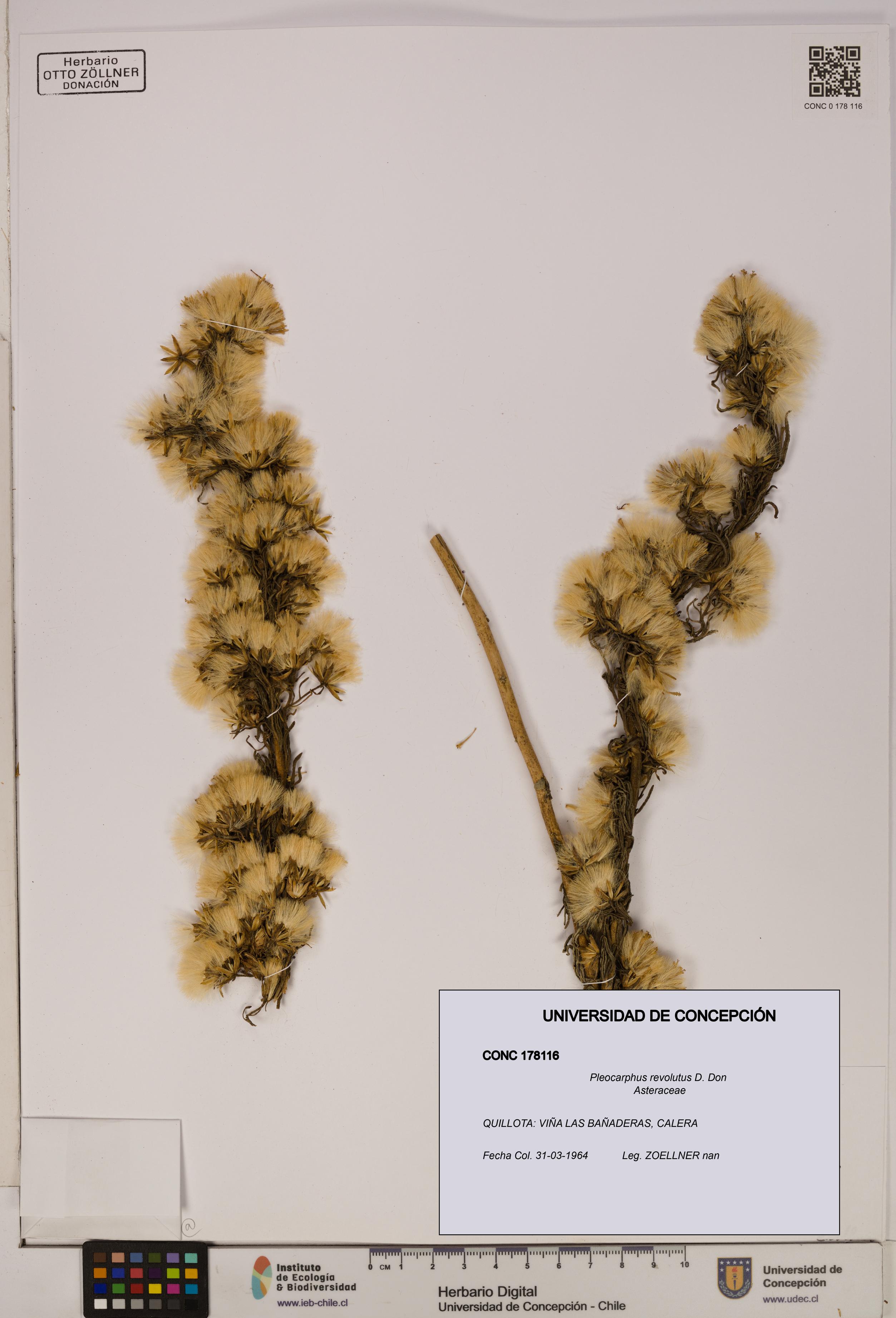 Pleocarphus revolutus [Espécimen: UDEC:CONC:0178116]