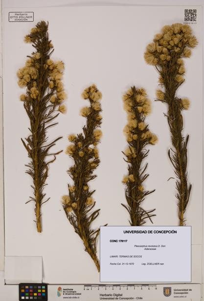 Pleocarphus revolutus [Espécimen: UDEC:CONC:0178117]
