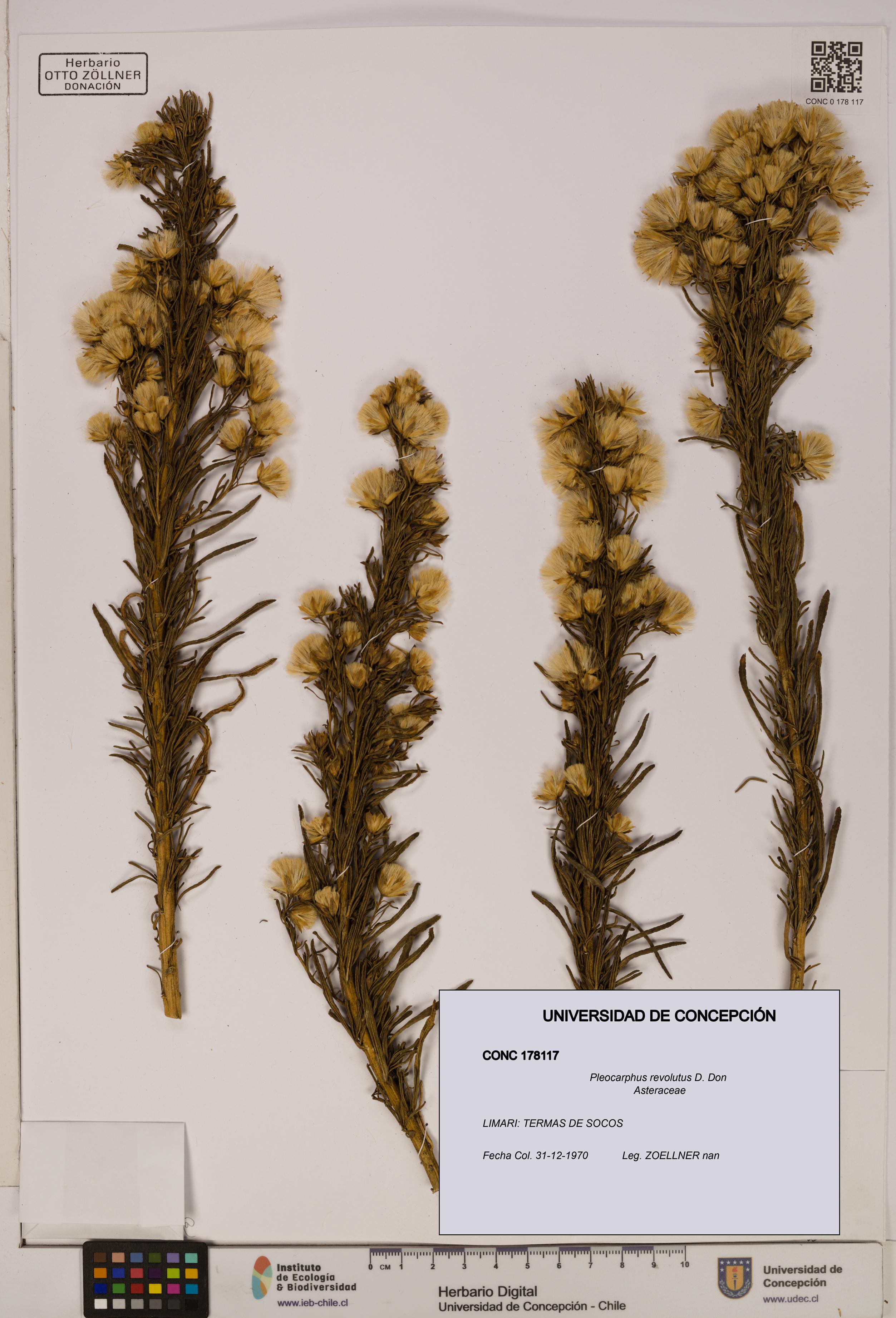 Pleocarphus revolutus [Espécimen: UDEC:CONC:0178117]