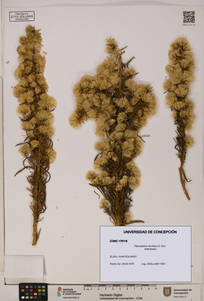 Pleocarphus revolutus [Espécimen: UDEC:CONC:0178118]