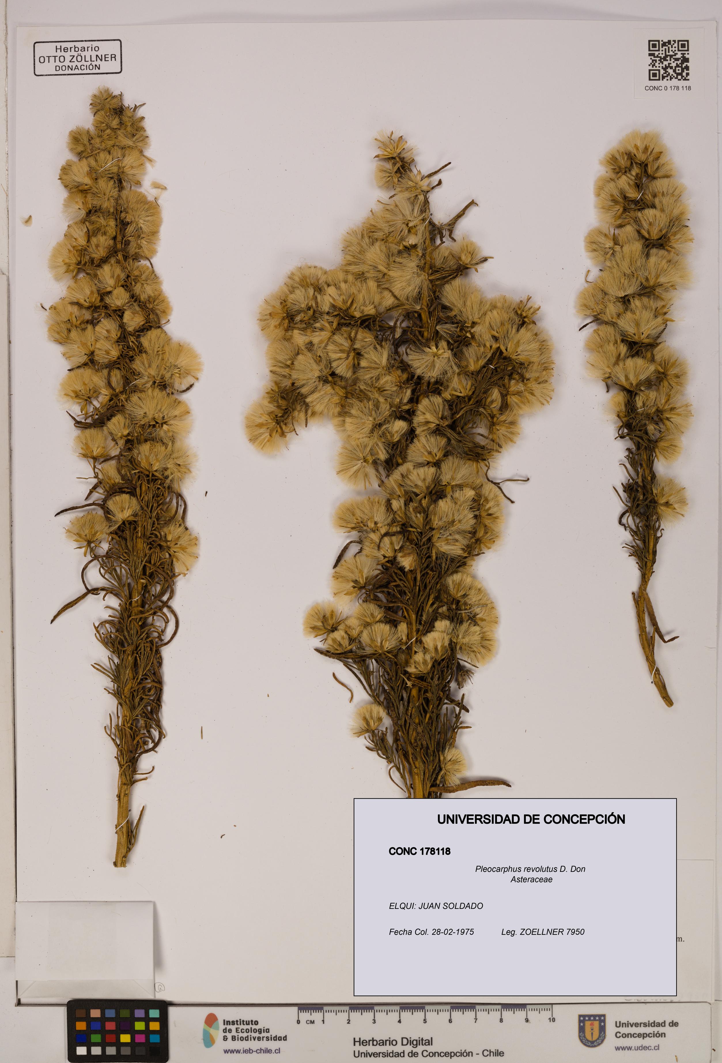 Pleocarphus revolutus [Espécimen: UDEC:CONC:0178118]