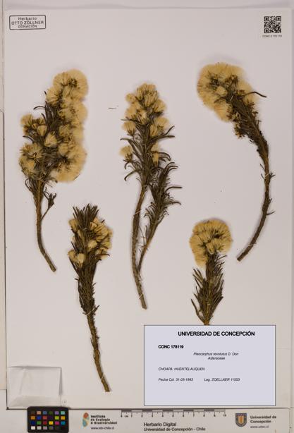 Pleocarphus revolutus [Espécimen: UDEC:CONC:0178119]