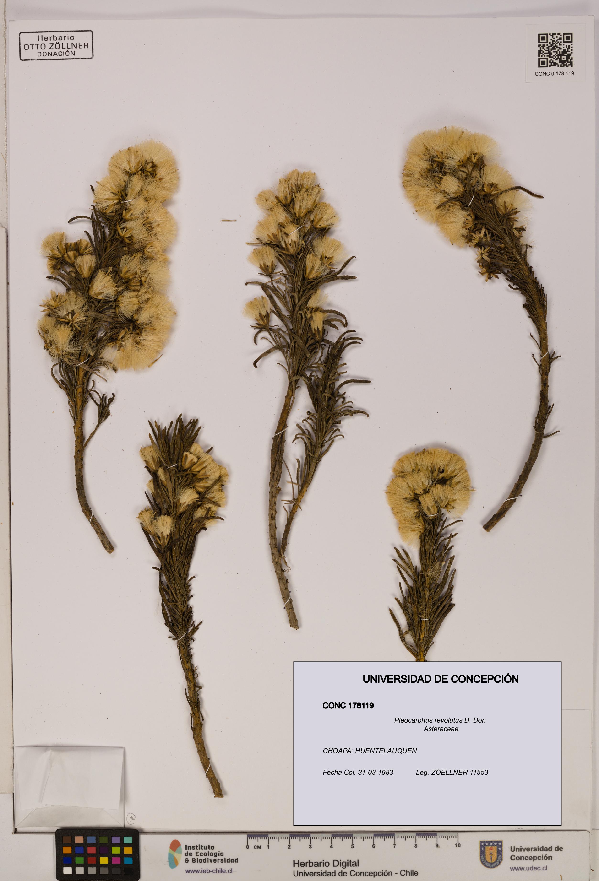 Pleocarphus revolutus [Espécimen: UDEC:CONC:0178119]