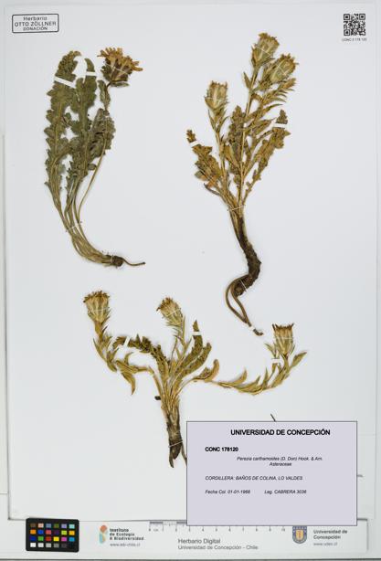 Perezia carthamoides [Espécimen: UDEC:CONC:0178120]