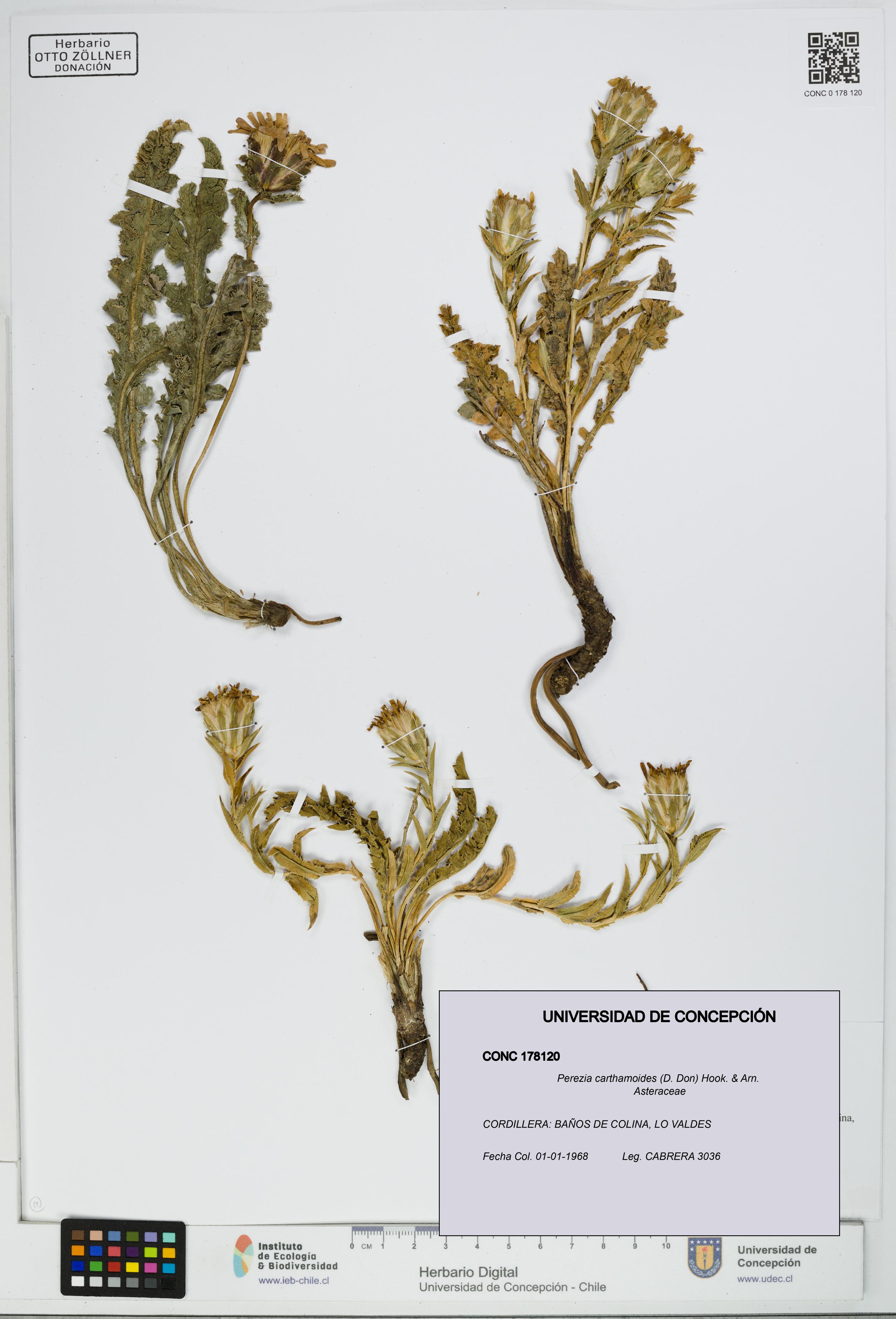 Perezia carthamoides [Espécimen: UDEC:CONC:0178120]