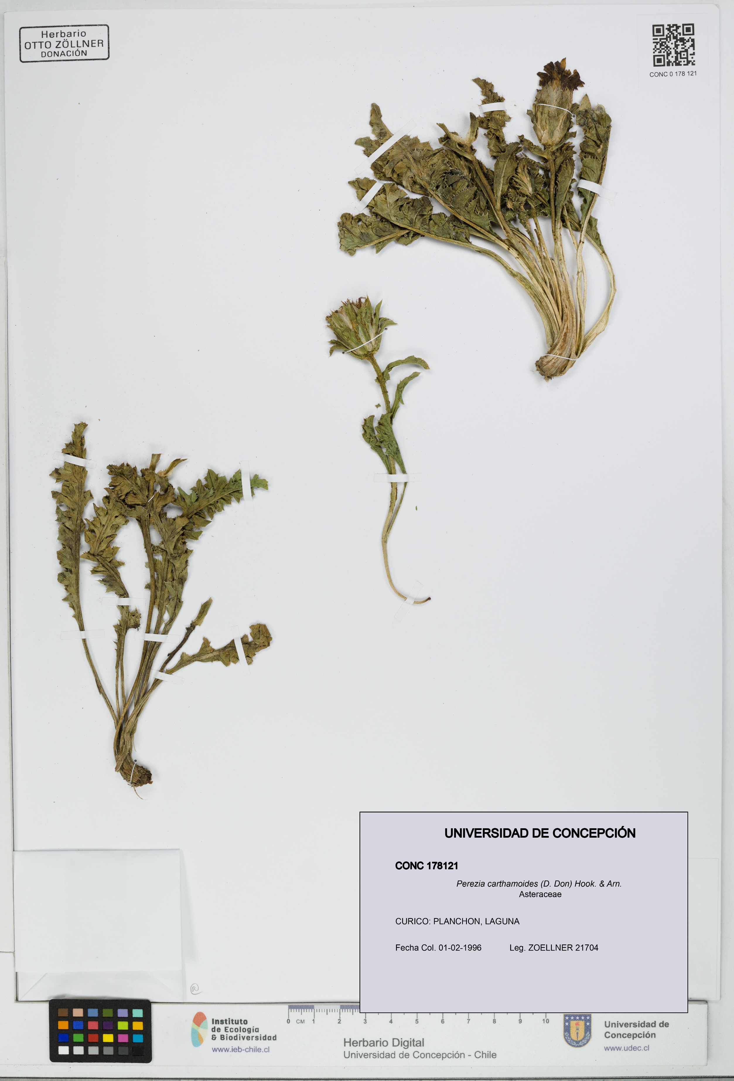 Perezia carthamoides [Espécimen: UDEC:CONC:0178121]