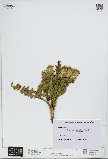 Perezia carthamoides [Espécimen: UDEC:CONC:0178122]