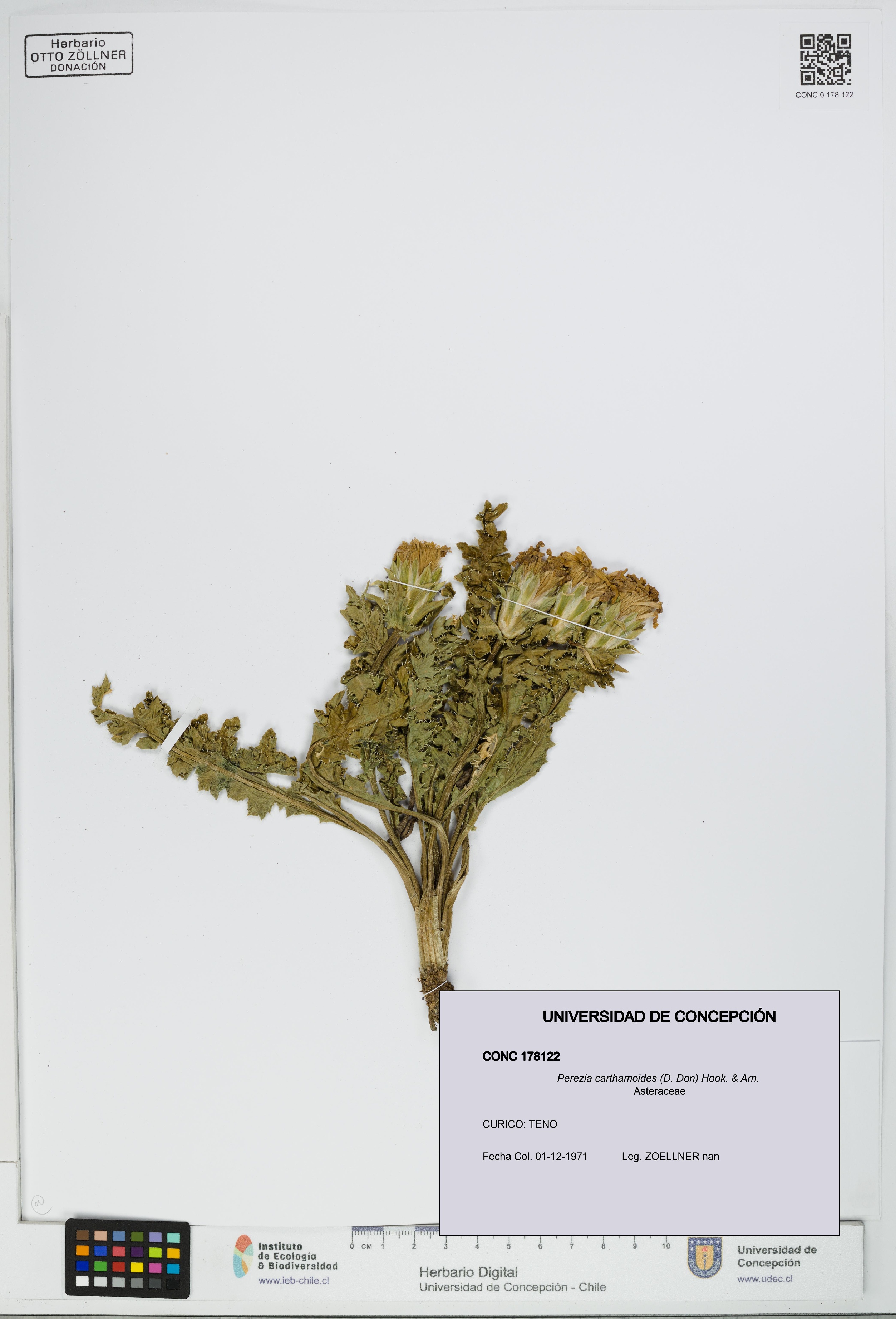 Perezia carthamoides [Espécimen: UDEC:CONC:0178122]