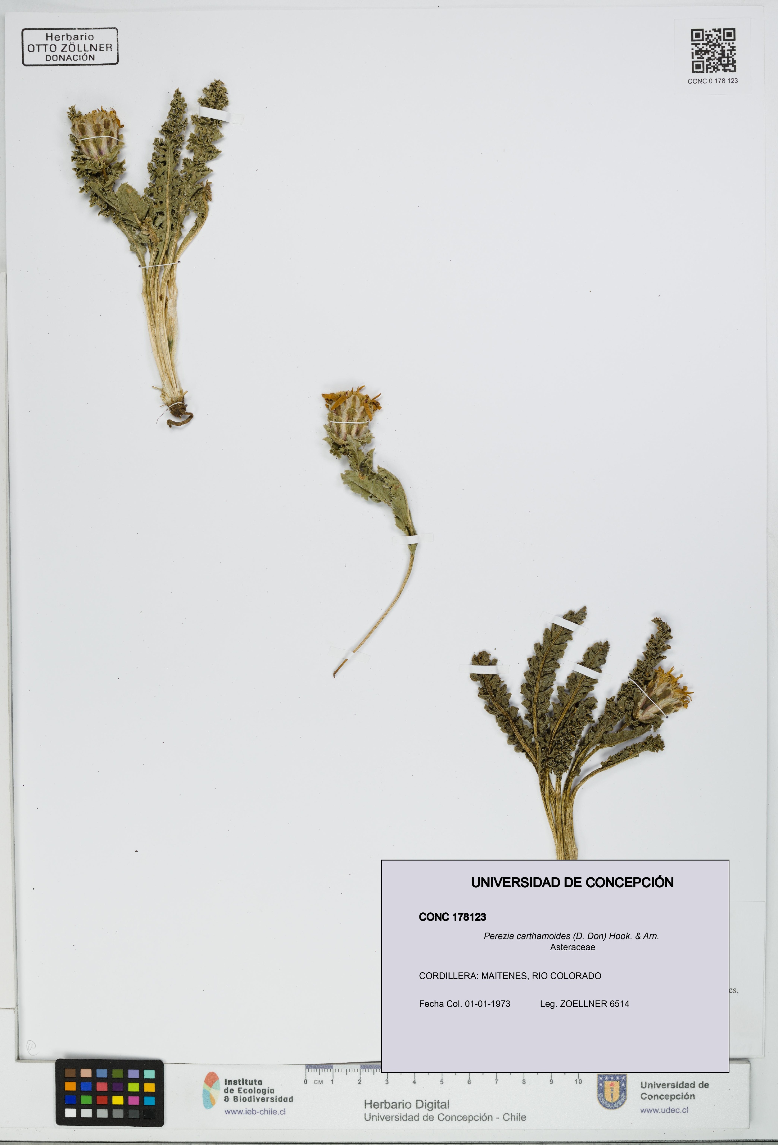 Perezia carthamoides [Espécimen: UDEC:CONC:0178123]