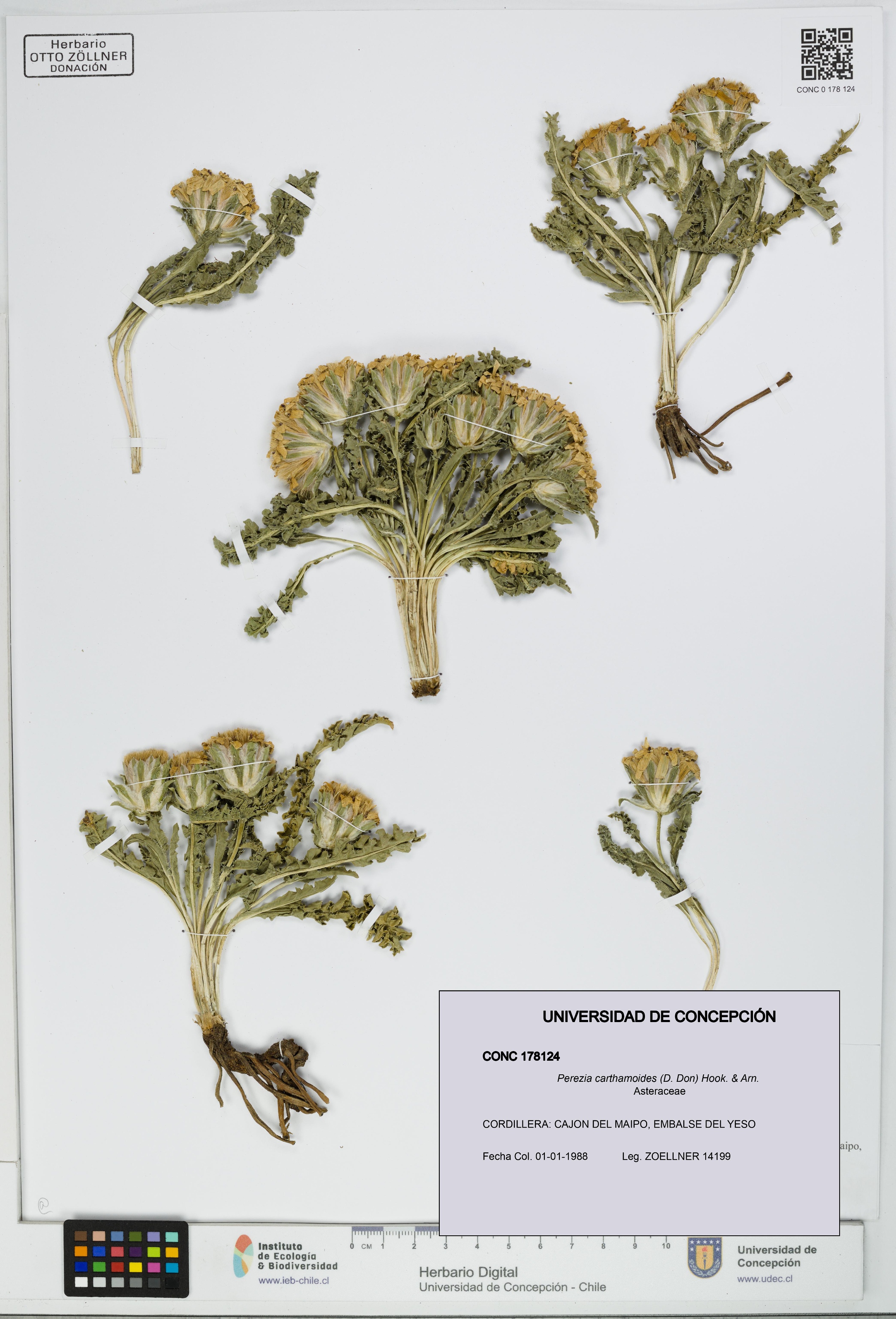 Perezia carthamoides [Espécimen: UDEC:CONC:0178124]
