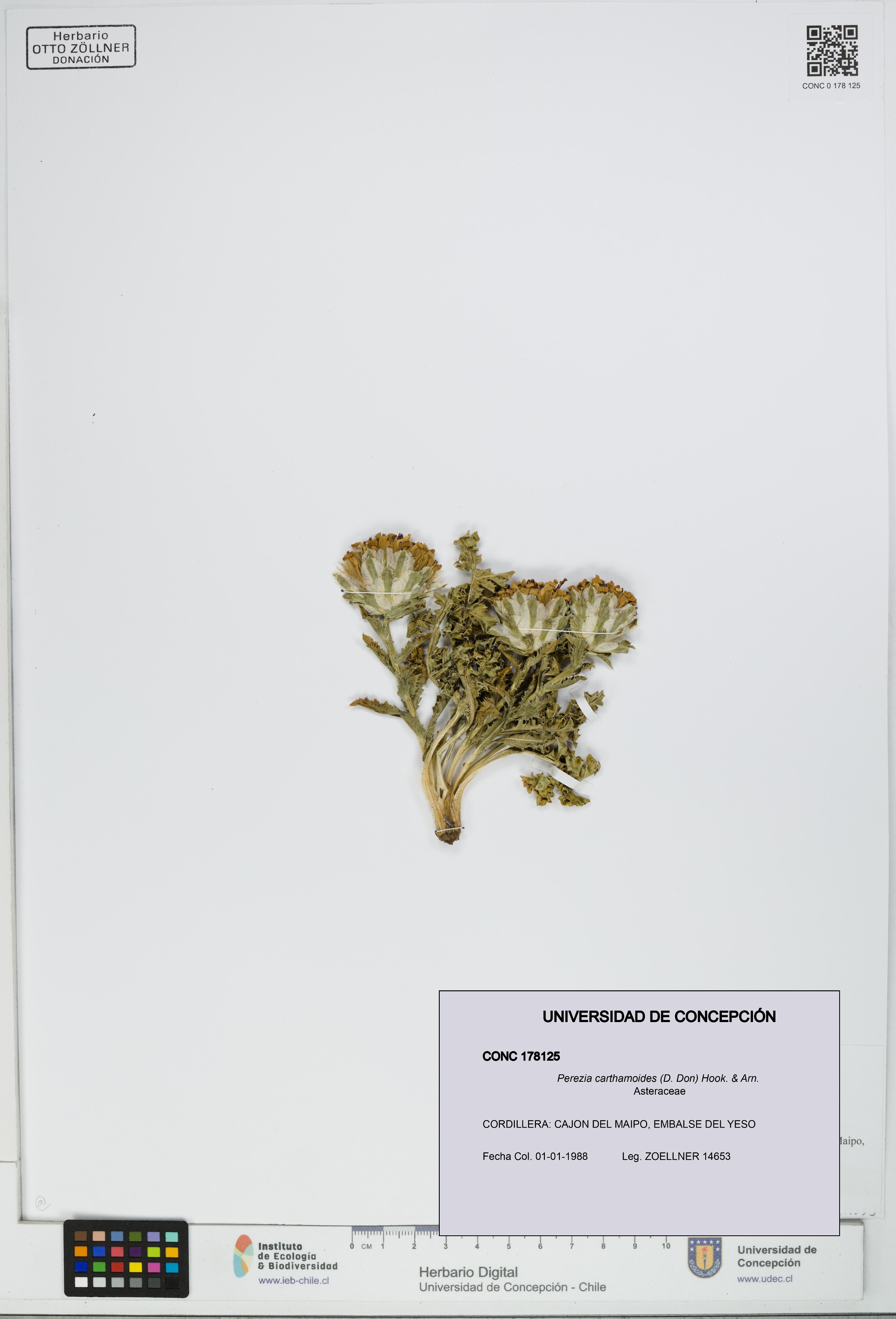 Perezia carthamoides [Espécimen: UDEC:CONC:0178125]