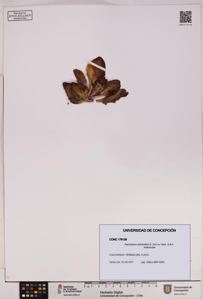 Pachylaena atriplicifolia [Espécimen: ]