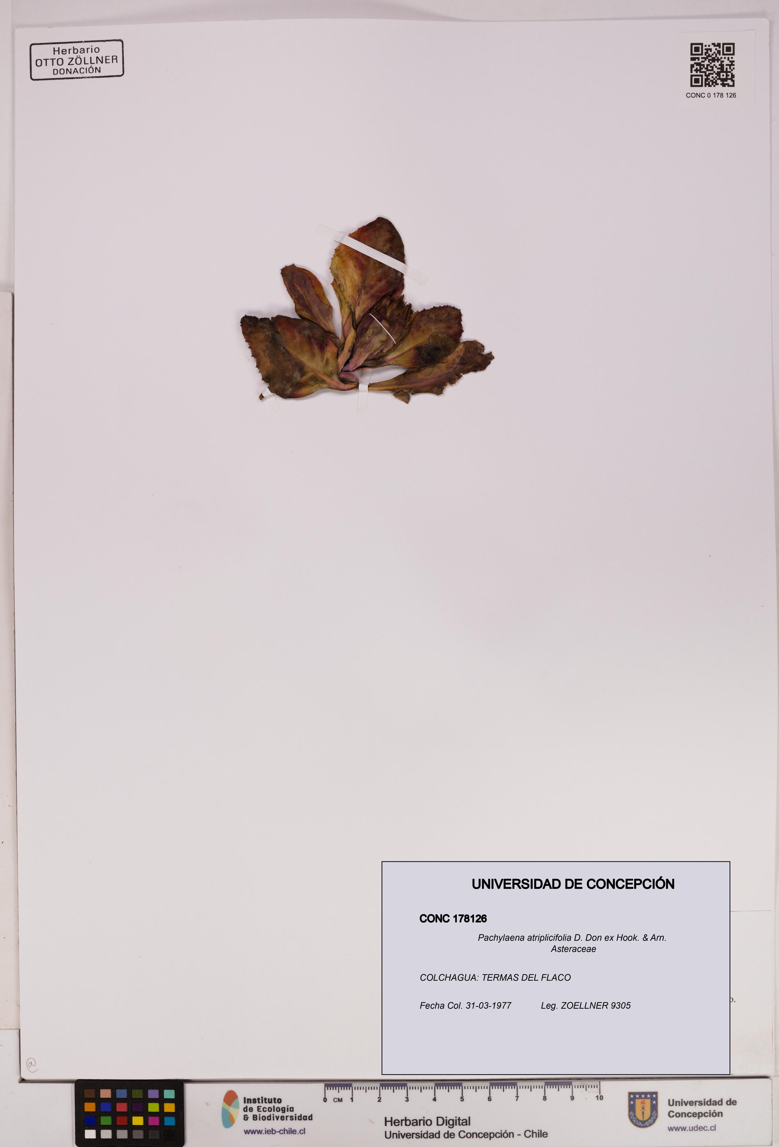Pachylaena atriplicifolia [Espécimen: ]