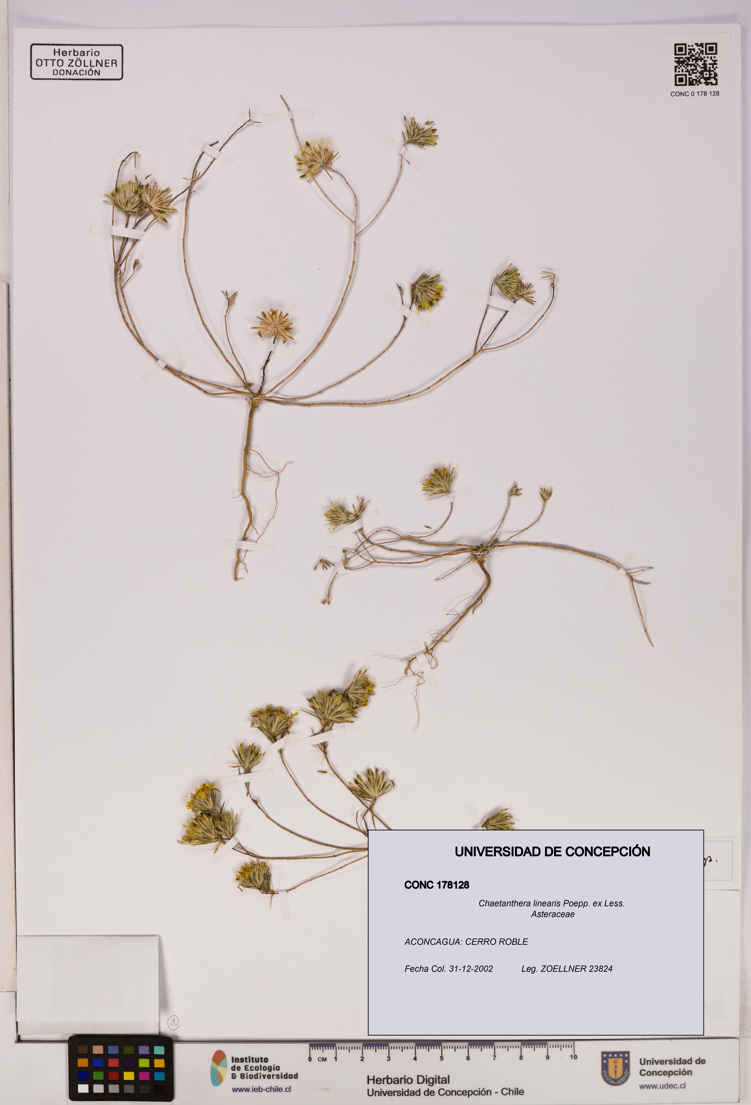 Chaetanthera linearis [Espécimen: UDEC:CONC:0178128]