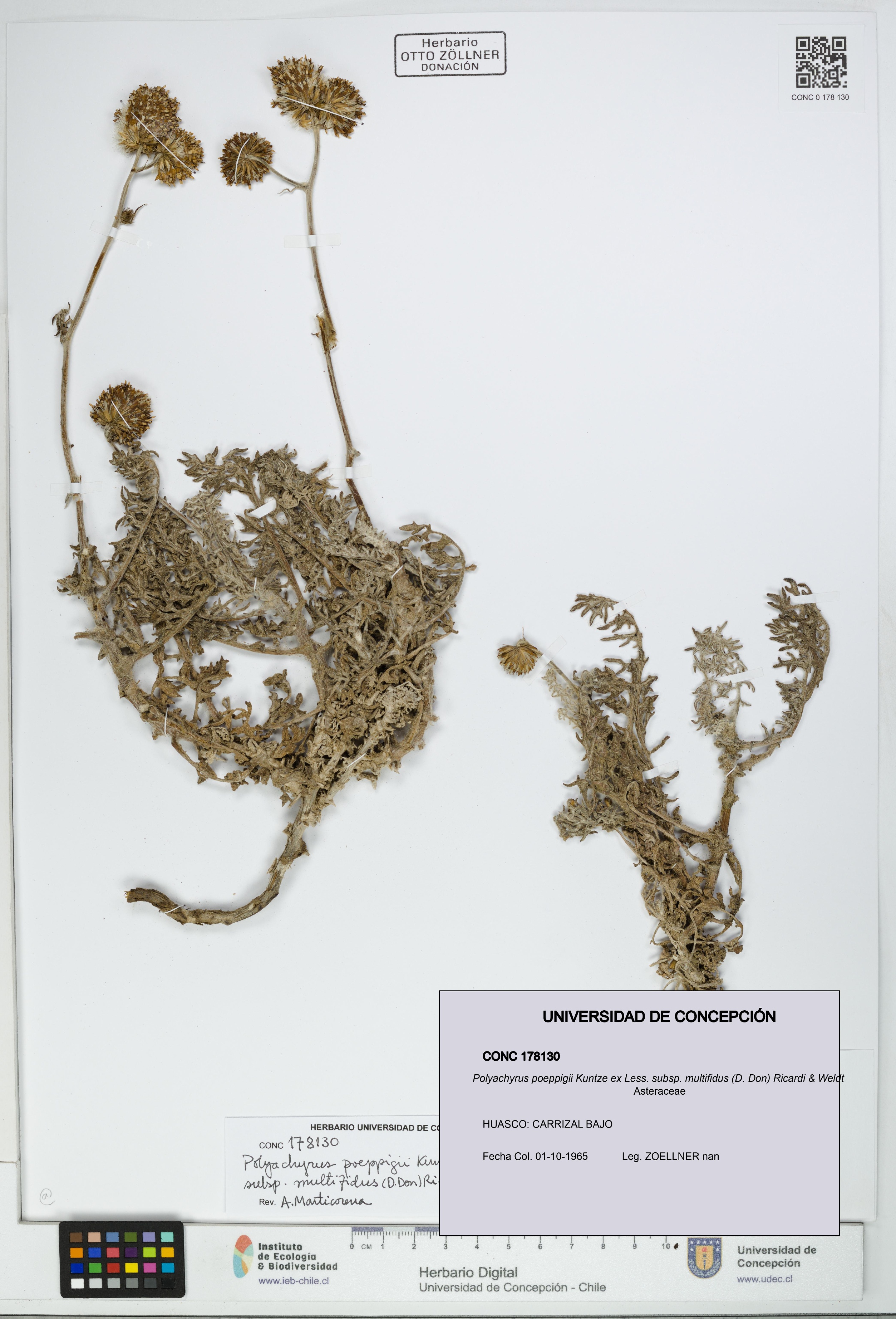 Polyachyrus poeppigii [Espécimen: UDEC:CONC:0178130]