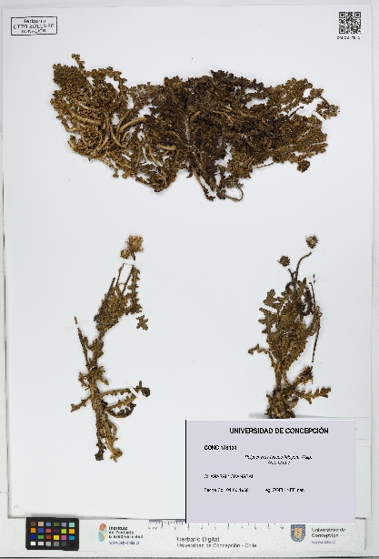 Polyachyrus fuscus [Espécimen: UDEC:CONC:0178131]