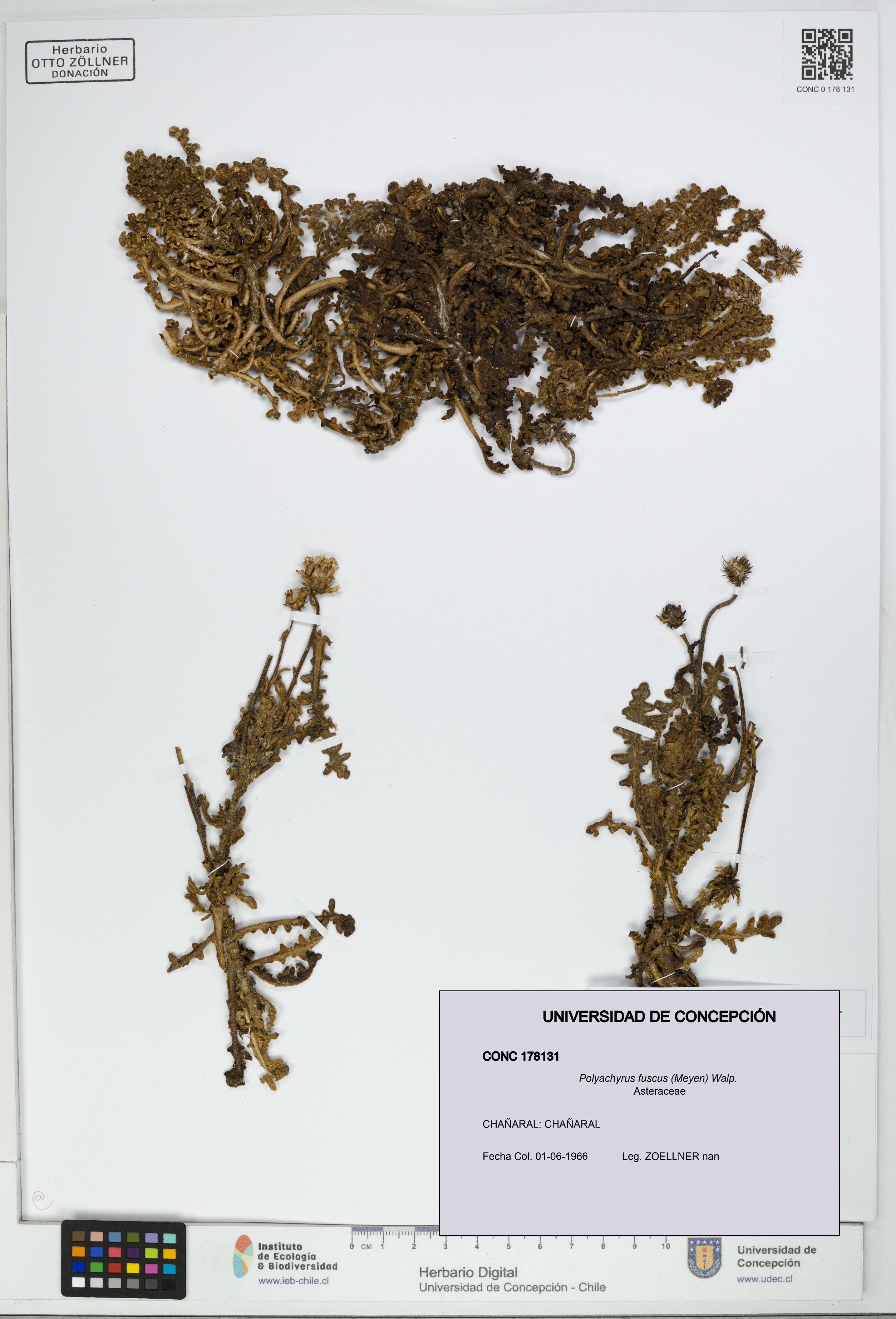 Polyachyrus fuscus [Espécimen: UDEC:CONC:0178131]