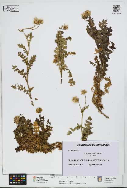 Polyachyrus carduoides [Espécimen: UDEC:CONC:0178132]