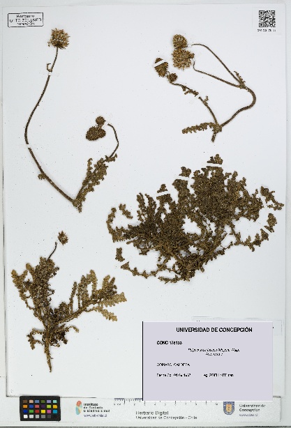 Polyachyrus fuscus [Espécimen: UDEC:CONC:0178133]