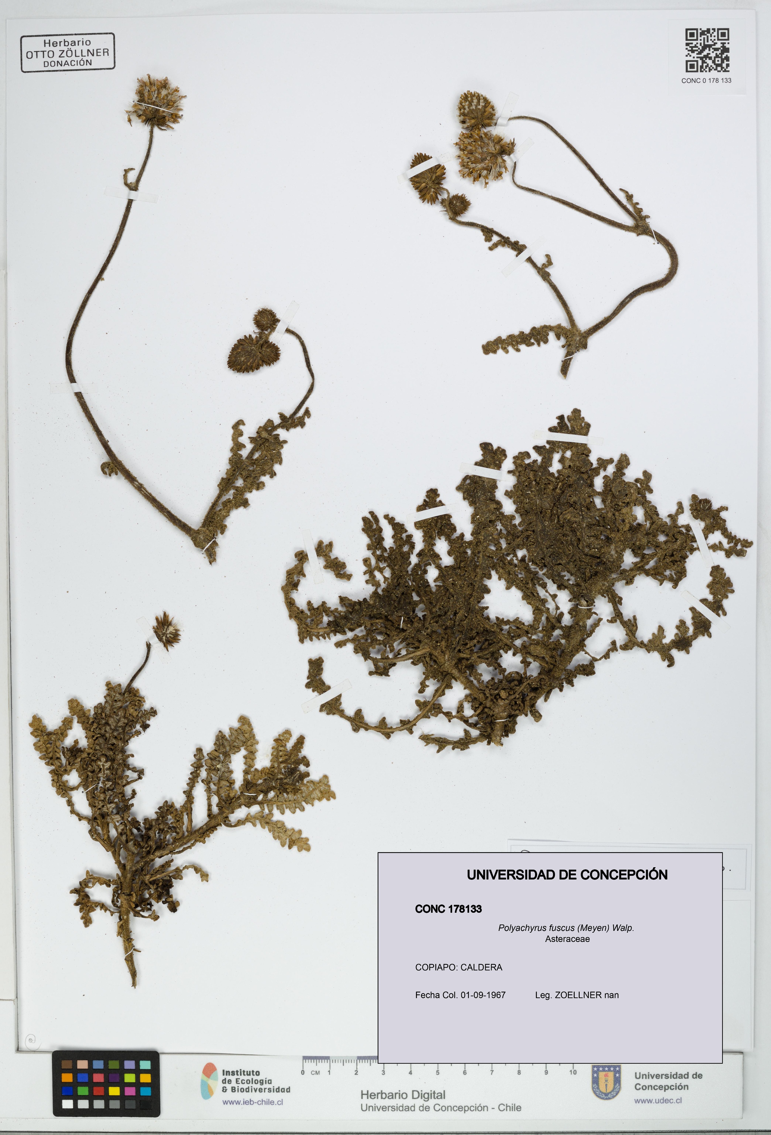 Polyachyrus fuscus [Espécimen: UDEC:CONC:0178133]