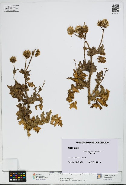 Polyachyrus carduoides [Espécimen: UDEC:CONC:0178135]