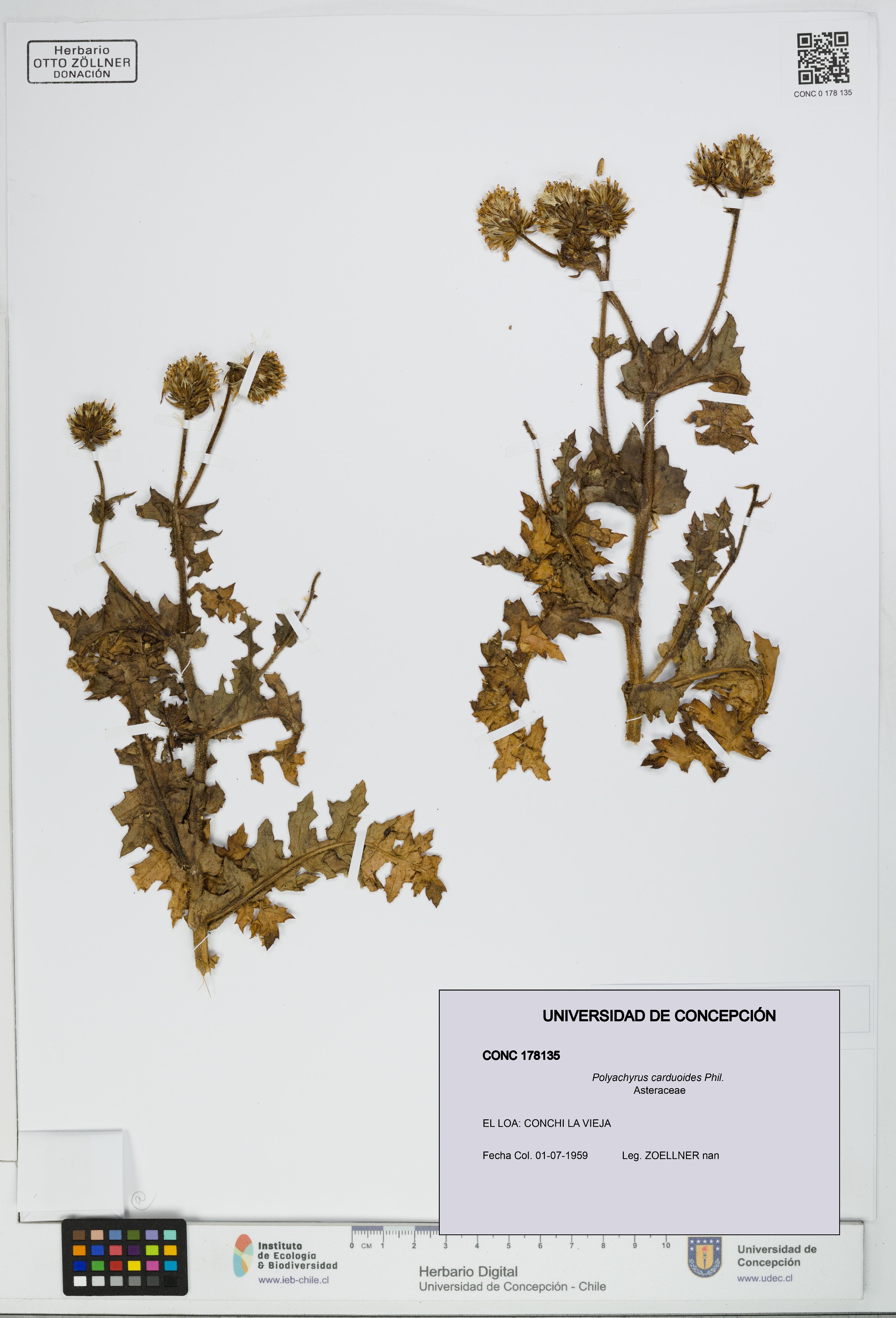 Polyachyrus carduoides [Espécimen: UDEC:CONC:0178135]