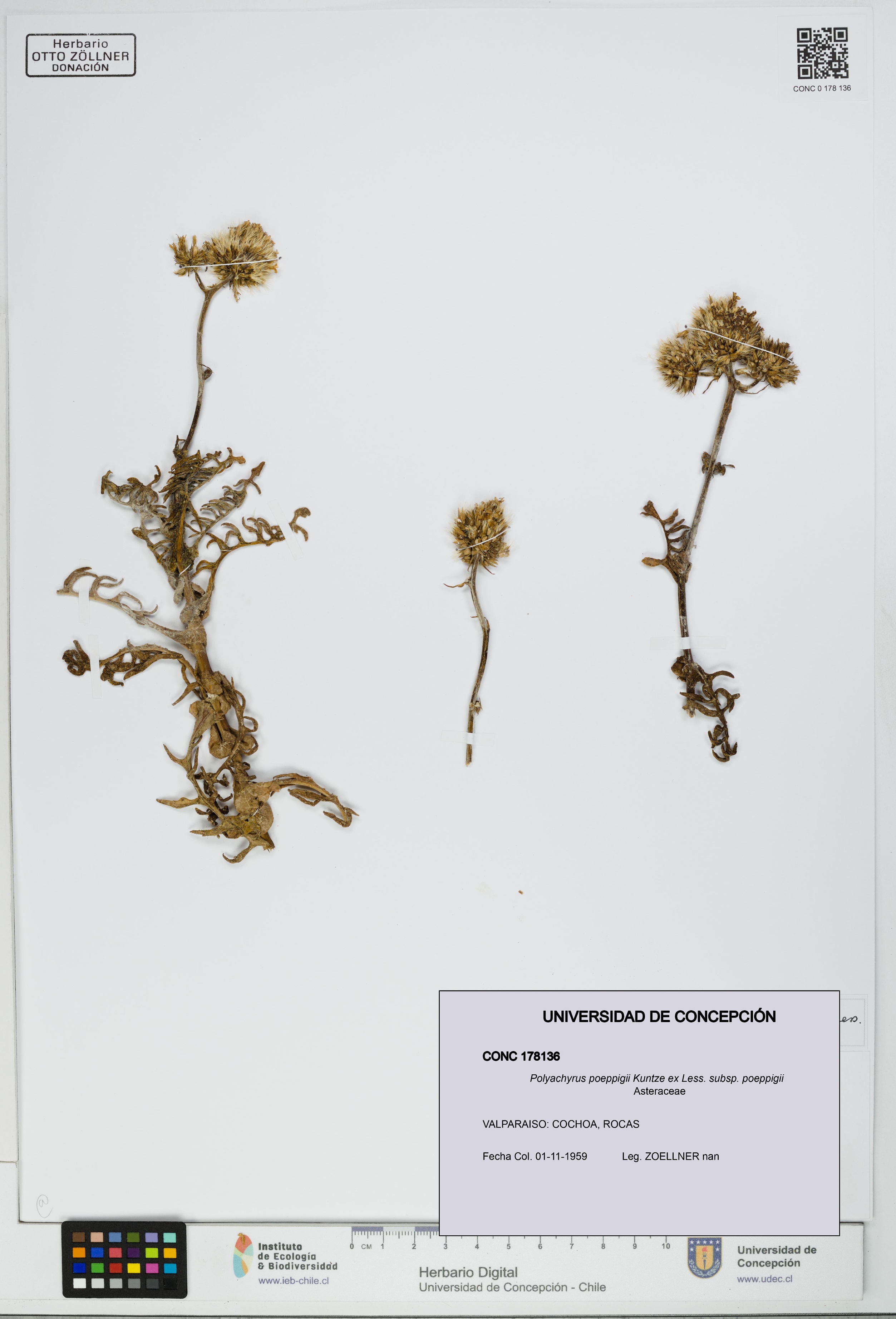 Polyachyrus poeppigii [Espécimen: UDEC:CONC:0178136]