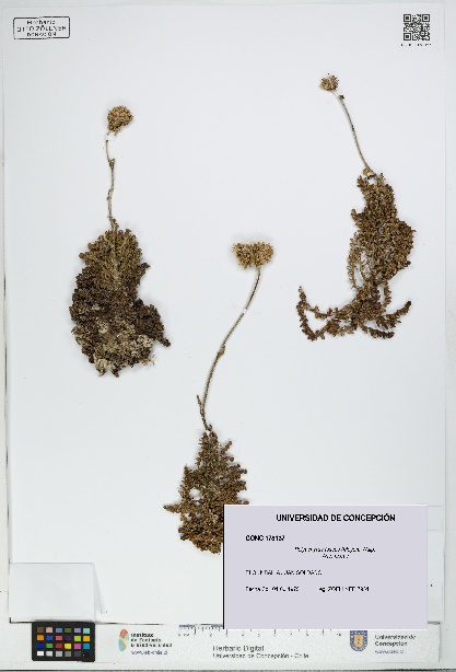 Polyachyrus fuscus [Espécimen: UDEC:CONC:0178137]