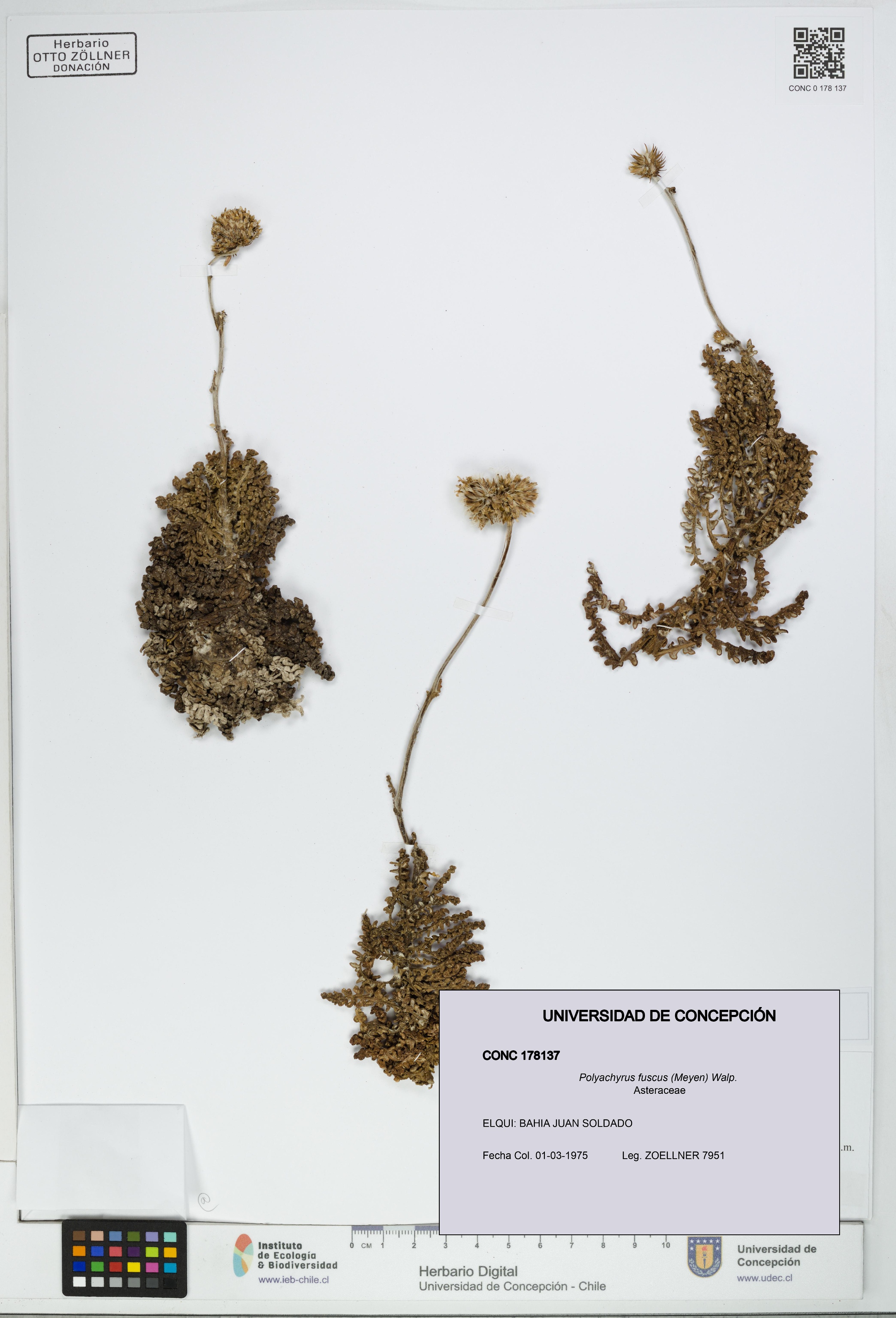 Polyachyrus fuscus [Espécimen: UDEC:CONC:0178137]