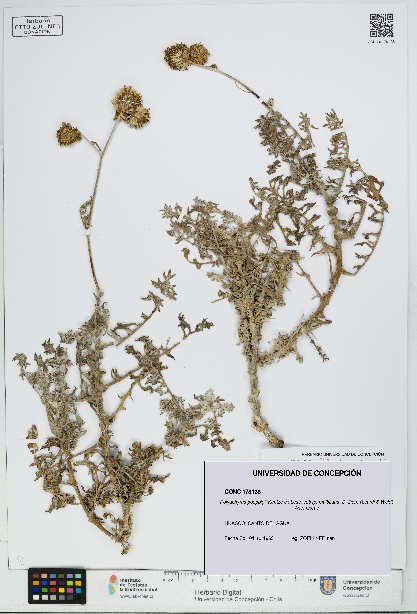 Polyachyrus poeppigii subsp. multifidus [Espécimen: UDEC:CONC:0178138]