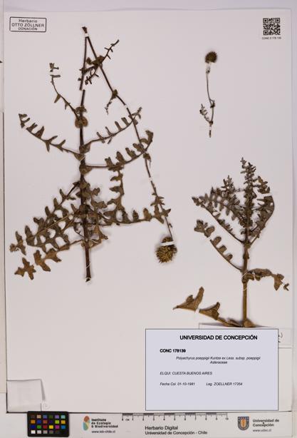 Polyachyrus poeppigii [Espécimen: UDEC:CONC:0178139]