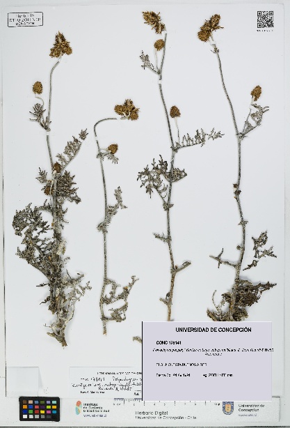 Polyachyrus poeppigii [Espécimen: UDEC:CONC:0178141]