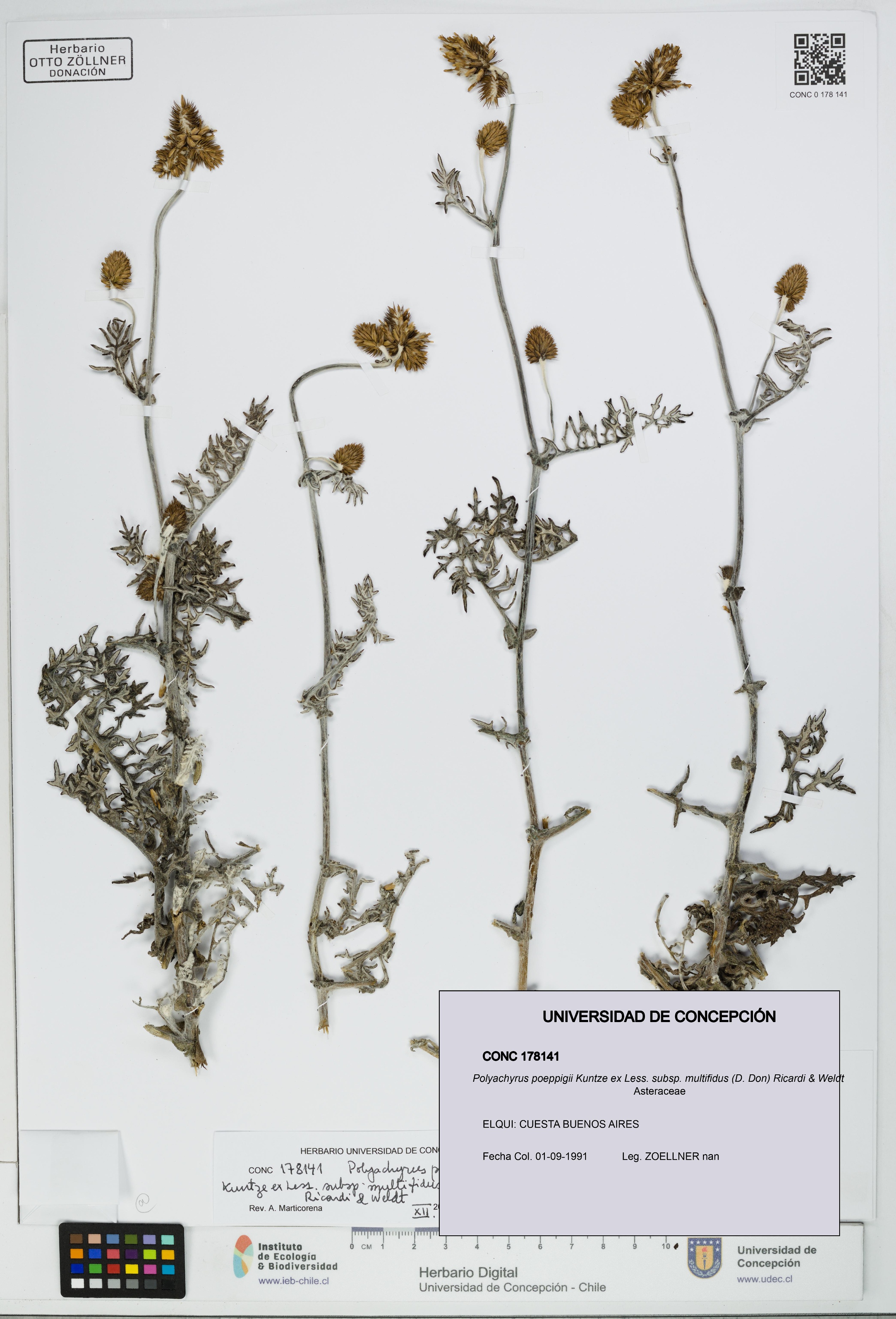 Polyachyrus poeppigii [Espécimen: UDEC:CONC:0178141]