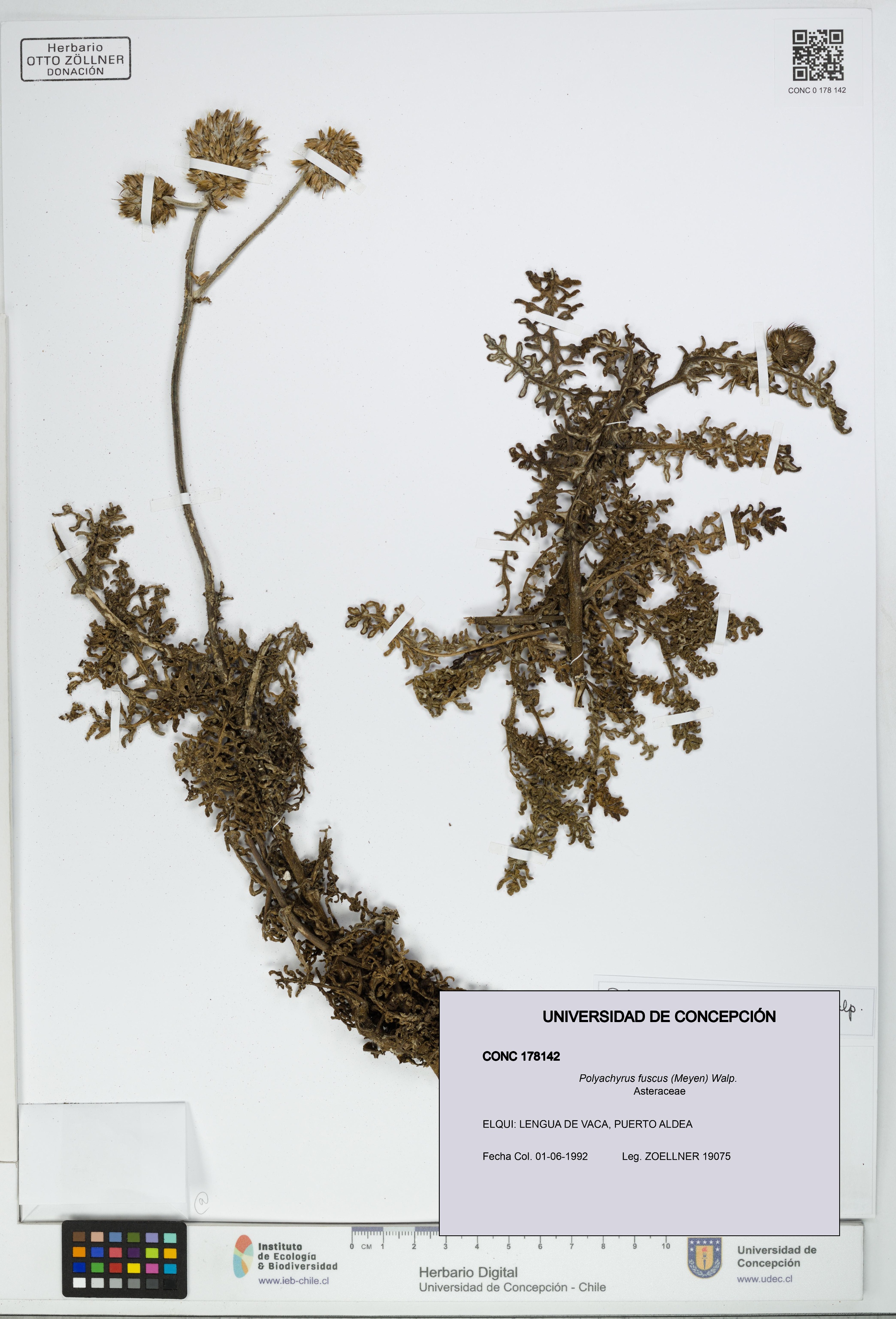 Polyachyrus fuscus [Espécimen: UDEC:CONC:0178142]