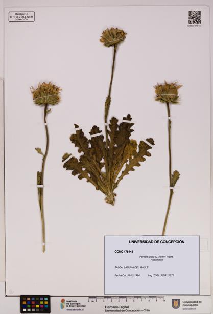 Perezia lyrata [Espécimen: UDEC:CONC:0178143]