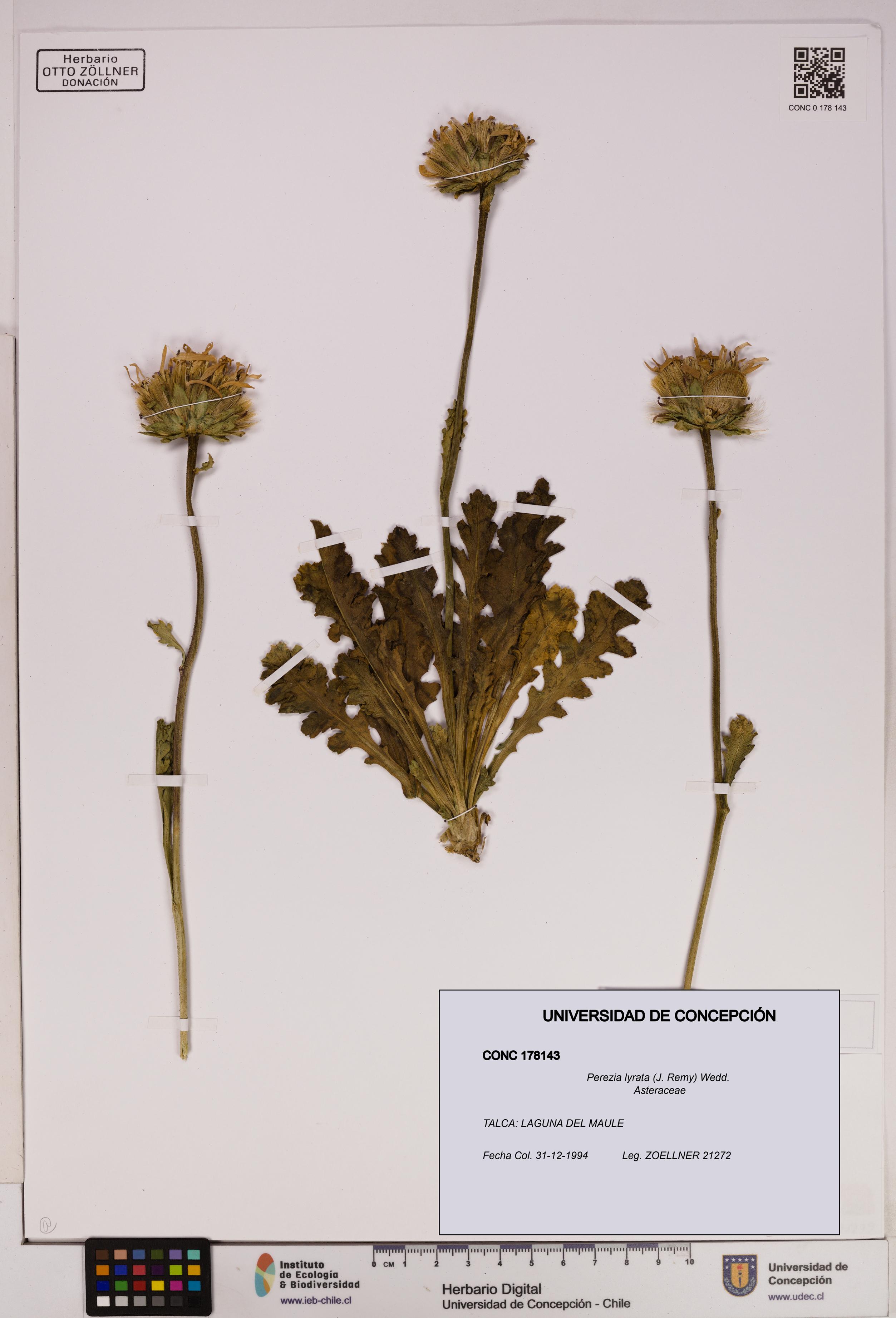 Perezia lyrata [Espécimen: UDEC:CONC:0178143]