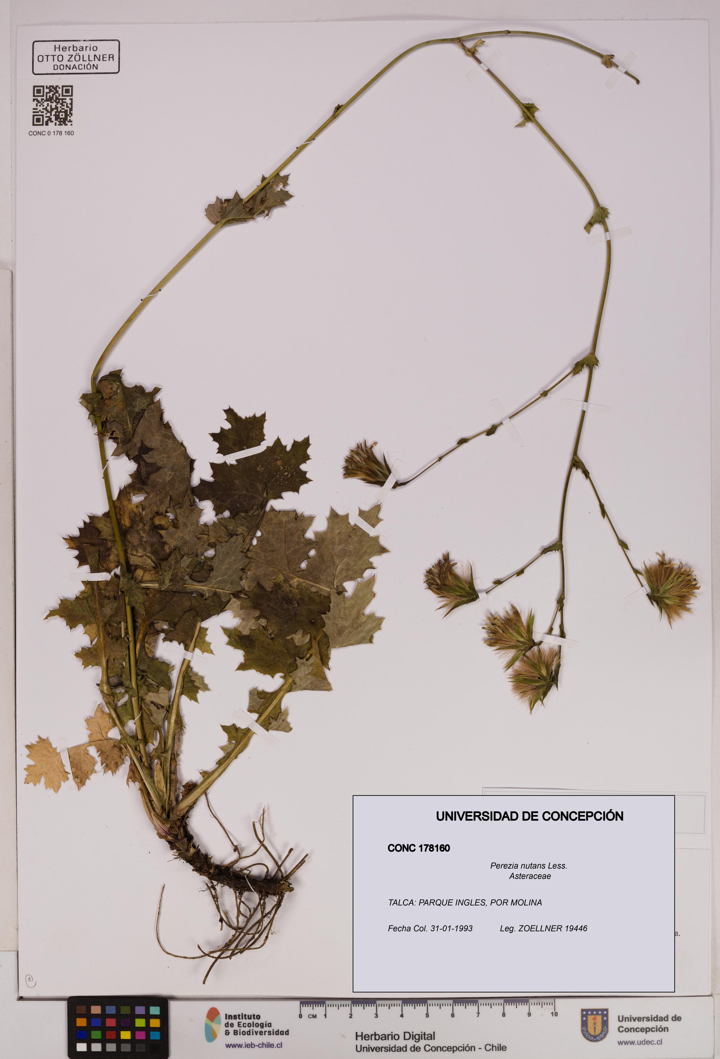 Perezia nutans [Espécimen: UDEC:CONC:0178160]