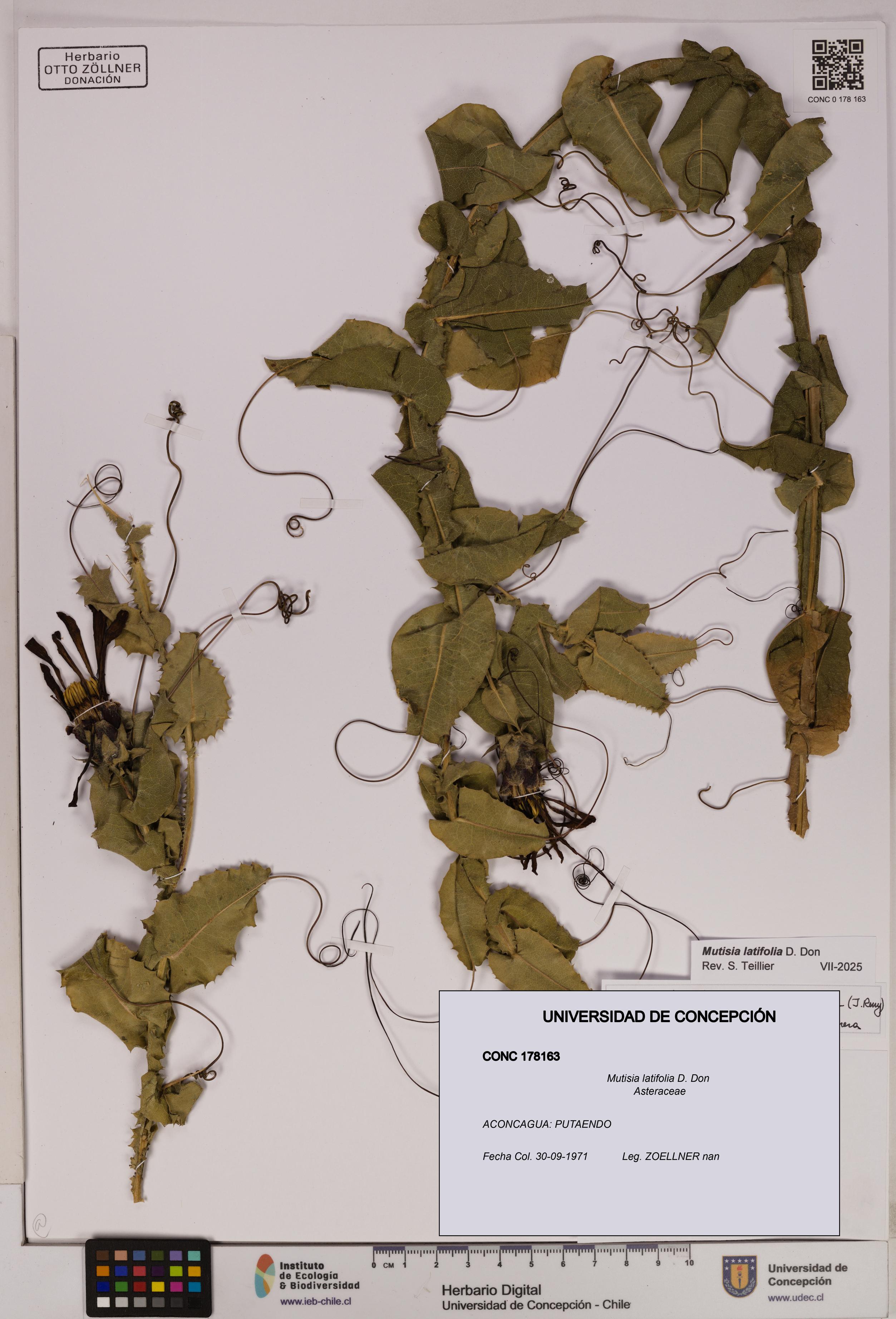 Mutisia latifolia [Espécimen: UDEC:CONC:0178163]