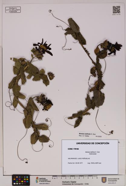 Mutisia latifolia [Espécimen: UDEC:CONC:0178164]